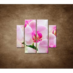 Obrazy na stenu - Ružová orchidea - 4dielny 100x90cm