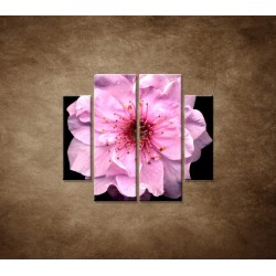 Obrazy na stenu - Kvet čerešne - 4dielny 100x90cm