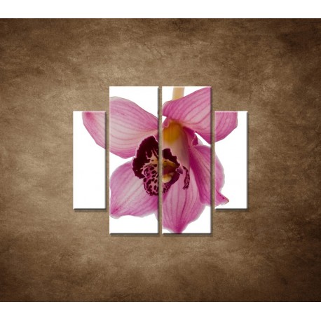Obrazy na stenu - Orchidea - detail - 4dielny 100x90cm